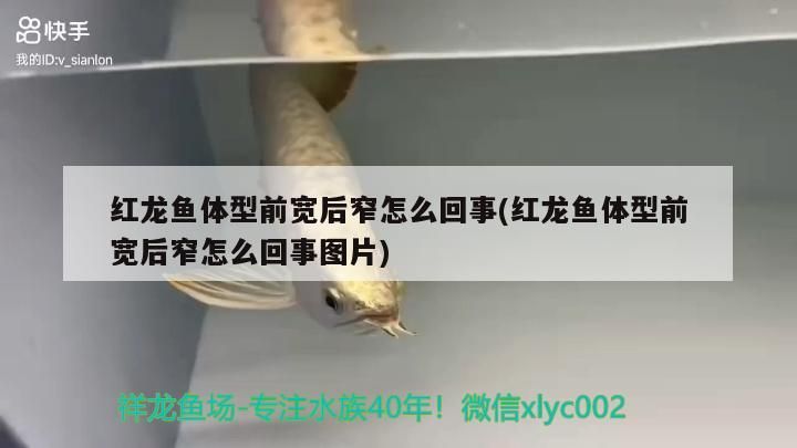 紅龍魚體型前寬后窄怎么回事(紅龍魚體型前寬后窄怎么回事圖片) 紅龍魚體型前寬后窄怎么回事(紅龍魚體型前寬后窄怎么回事圖片) 觀賞魚百科