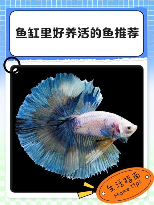 60×30魚缸適合養什么魚 60×30魚缸適合養什么魚 龍魚百科 第7張