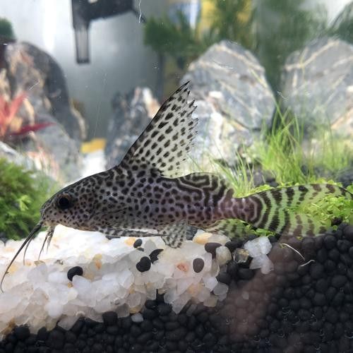 60×30魚缸適合養什么魚 60×30魚缸適合養什么魚 龍魚百科 第5張