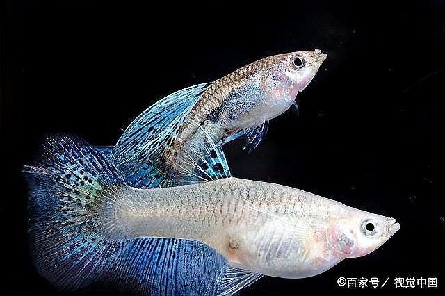 60×30魚缸適合養什么魚 60×30魚缸適合養什么魚 龍魚百科 第10張