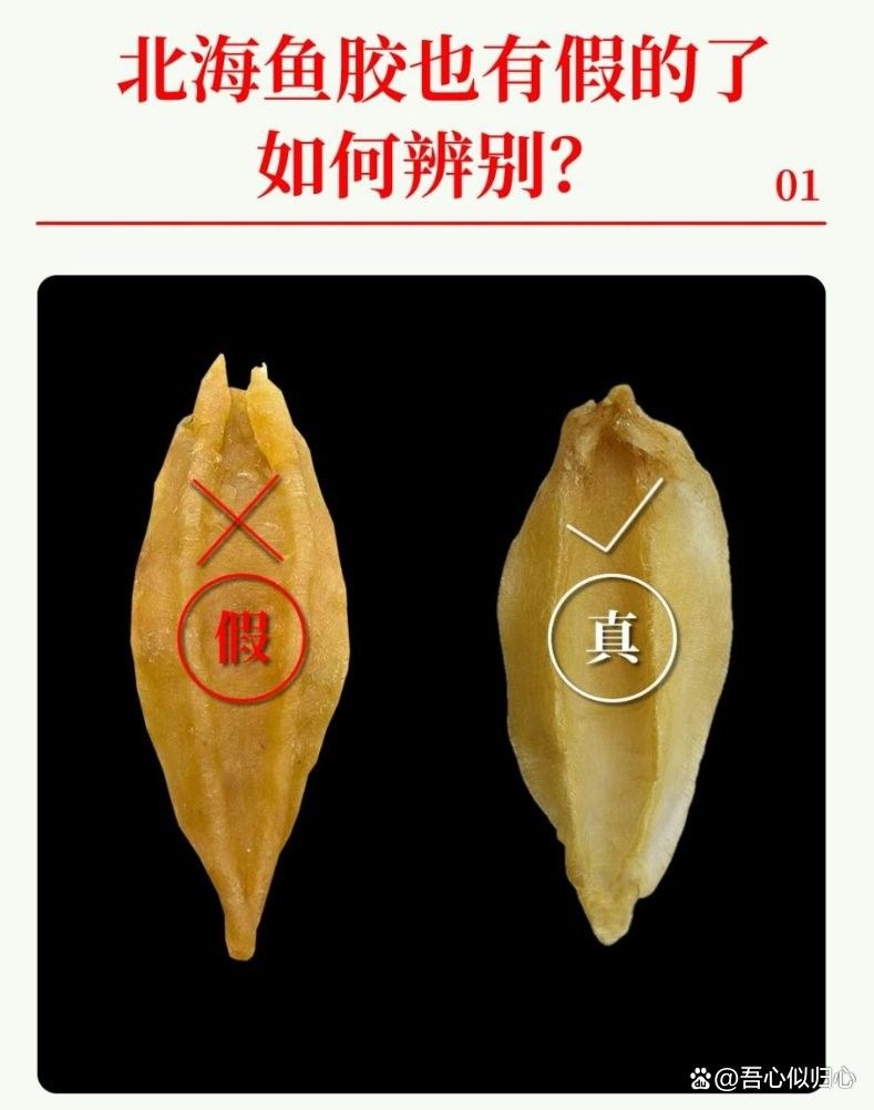 如何辨別真假大金龍魚膠 如何辨別真假大金龍魚膠 龍魚百科 第1張