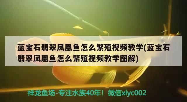 藍寶石翡翠鳳凰魚怎么繁殖視頻教學(藍寶石翡翠鳳凰魚怎么繁殖視頻教學圖解)