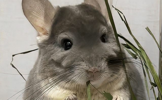 龍貓和貓有哪些區別？
