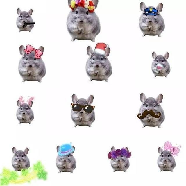 龍貓和貓有哪些區別？