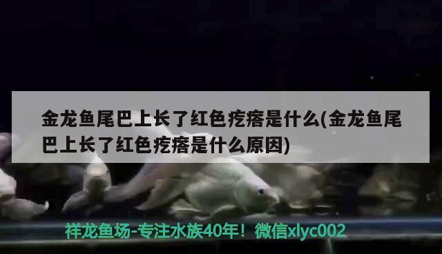 金龍魚尾巴上長了紅色疙瘩是什么(金龍魚尾巴上長了紅色疙瘩是什么原因)（金龍魚尾巴上長了紅色疙瘩是什么原因）