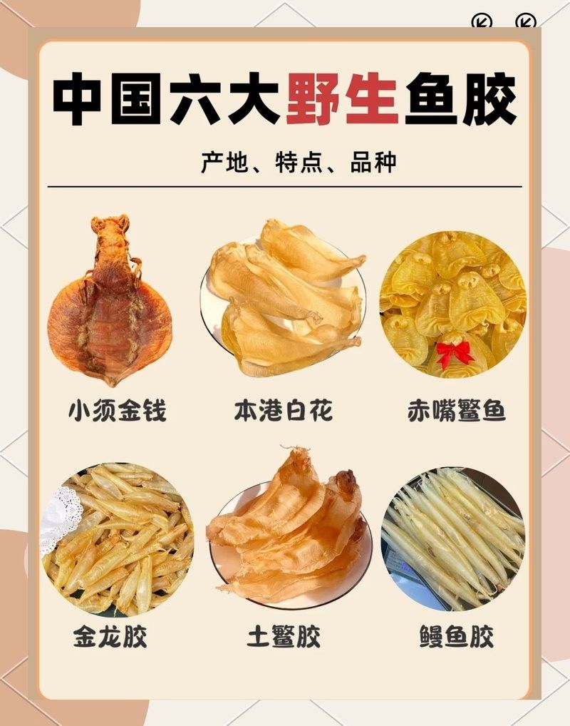大金龍魚膠的產地在哪里（大金龍魚膠是什么膠）