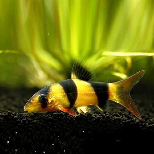 三間鼠魚的最佳混養(yǎng)伙伴有哪些