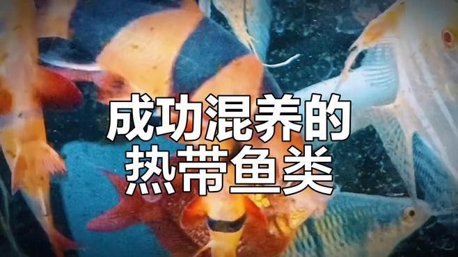 三間鼠魚的最佳混養(yǎng)伙伴有哪些