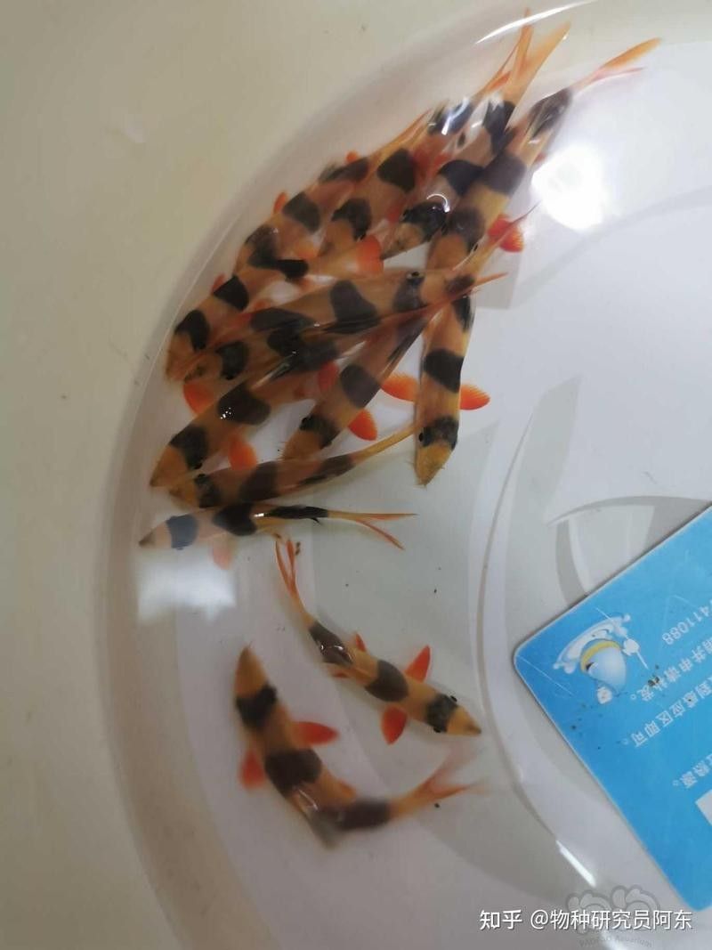三間鼠魚的最佳混養(yǎng)伙伴有哪些