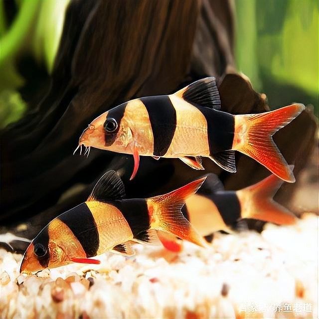 三間鼠魚的最佳混養(yǎng)伙伴有哪些