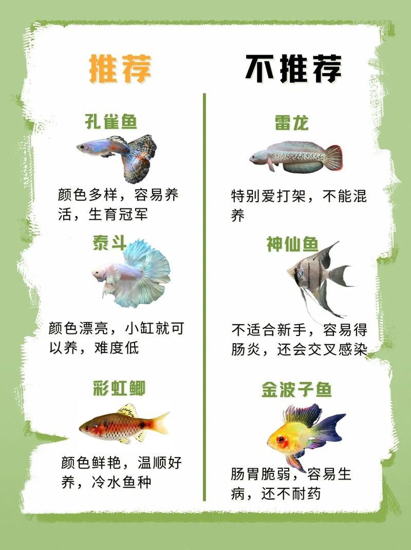 哪種魚更適合新手飼養(yǎng)？（新手養(yǎng)魚必看，這5種“懶人魚”超好養(yǎng)） 哪種魚更適合新手飼養(yǎng)？（新手養(yǎng)魚必看，這5種“懶人魚”超好養(yǎng)） 龍魚百科 第2張