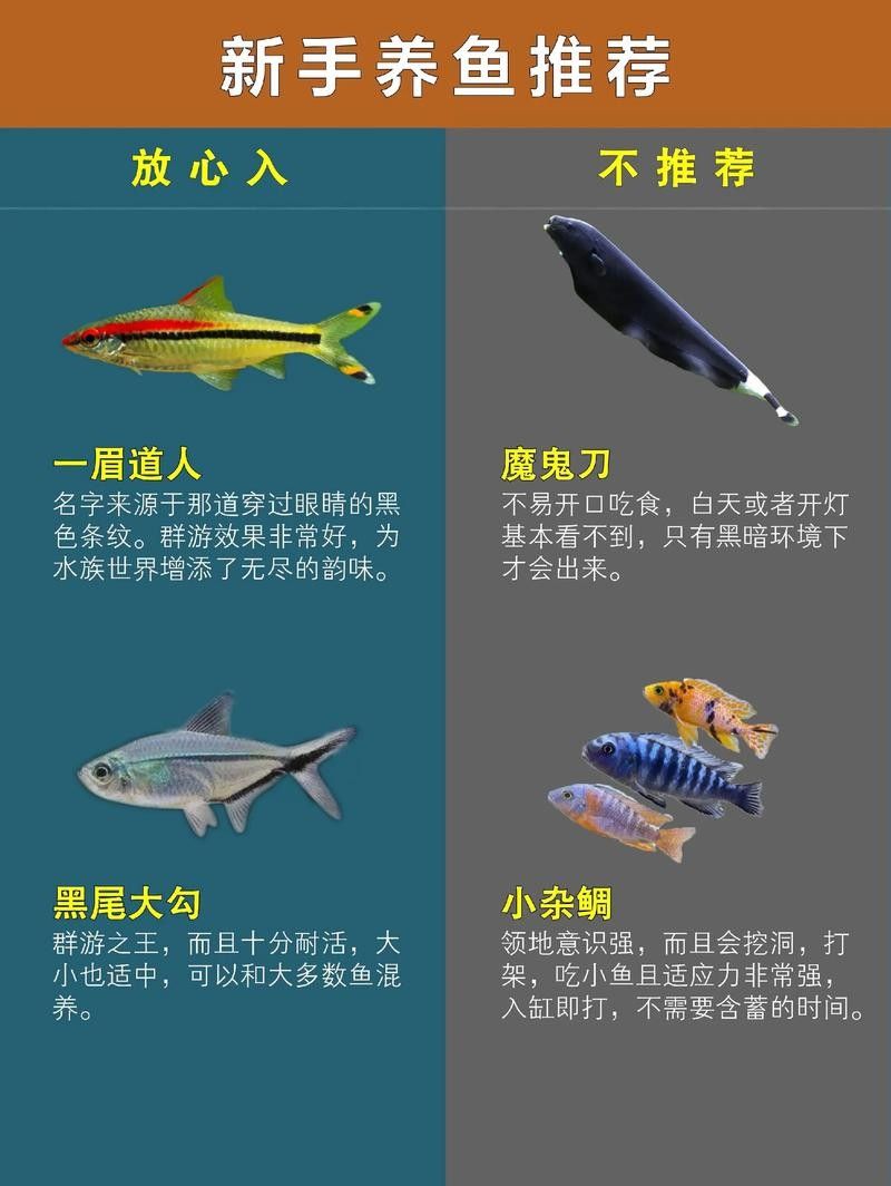 哪種魚更適合新手飼養(yǎng)？（新手養(yǎng)魚必看，這5種“懶人魚”超好養(yǎng)） 哪種魚更適合新手飼養(yǎng)？（新手養(yǎng)魚必看，這5種“懶人魚”超好養(yǎng)） 龍魚百科 第3張