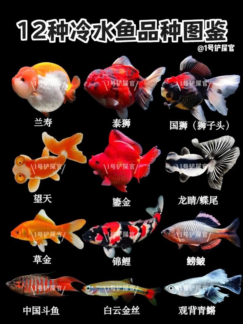 哪種魚更適合新手飼養(yǎng)？（新手養(yǎng)魚必看，這5種“懶人魚”超好養(yǎng)） 哪種魚更適合新手飼養(yǎng)？（新手養(yǎng)魚必看，這5種“懶人魚”超好養(yǎng)） 龍魚百科 第5張