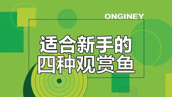 哪種魚更適合新手飼養(yǎng)？（新手養(yǎng)魚必看，這5種“懶人魚”超好養(yǎng)） 哪種魚更適合新手飼養(yǎng)？（新手養(yǎng)魚必看，這5種“懶人魚”超好養(yǎng)） 龍魚百科 第8張