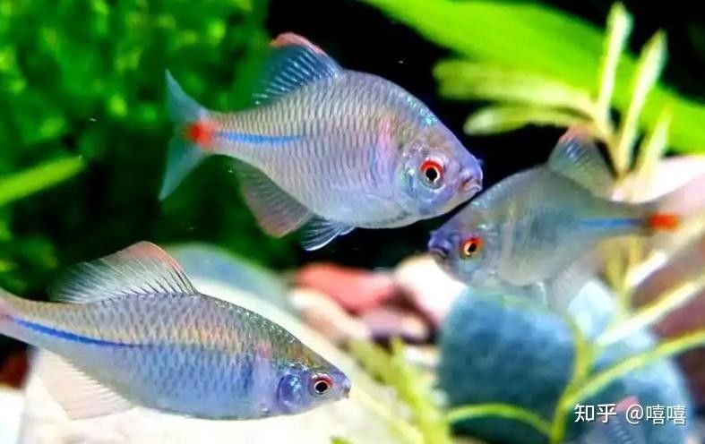 哪種魚更適合新手飼養(yǎng)？（新手養(yǎng)魚必看，這5種“懶人魚”超好養(yǎng)） 哪種魚更適合新手飼養(yǎng)？（新手養(yǎng)魚必看，這5種“懶人魚”超好養(yǎng)） 龍魚百科 第11張