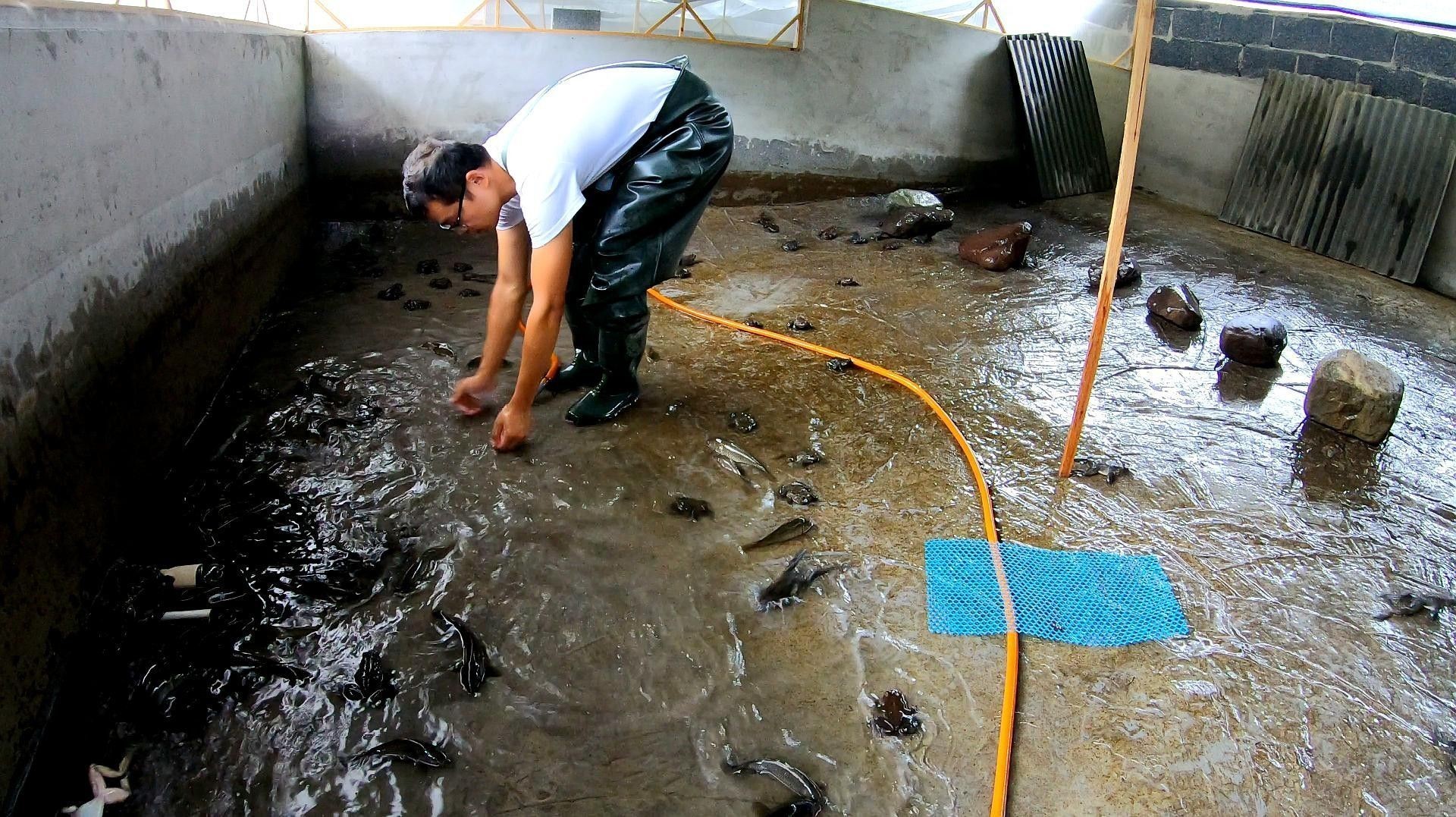 混養時如何控制水質（養殖池塘生物調控水質技術）