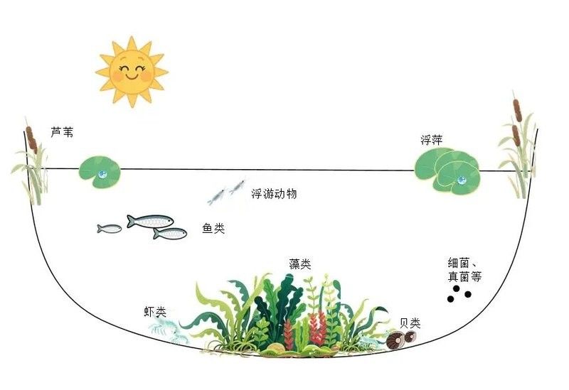 混養時如何控制水質（養殖池塘生物調控水質技術）