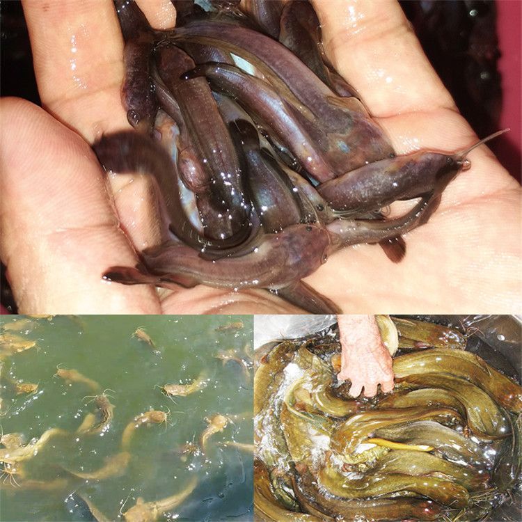 紅龍魚多長時間發色：關于紅龍魚顏色轉換的15個問題