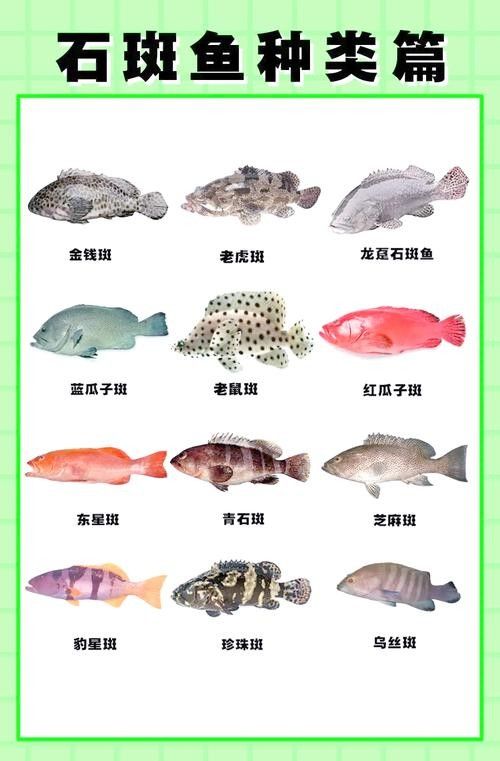 各種斑魚的圖片