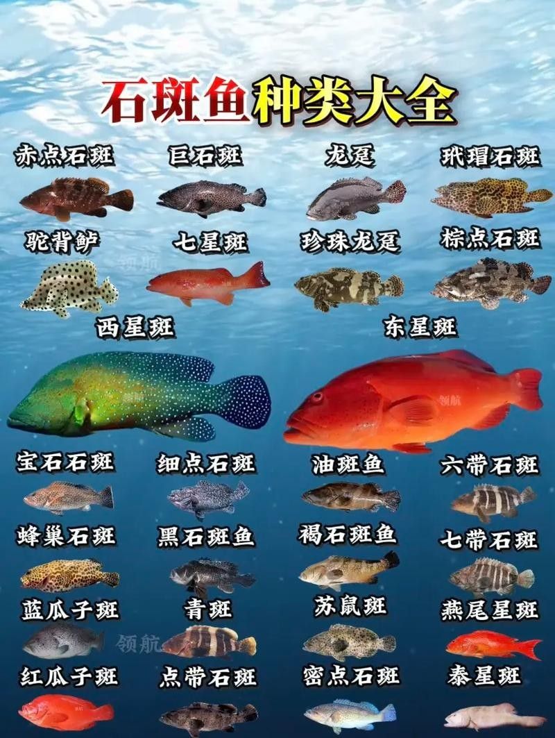 各種斑魚的圖片