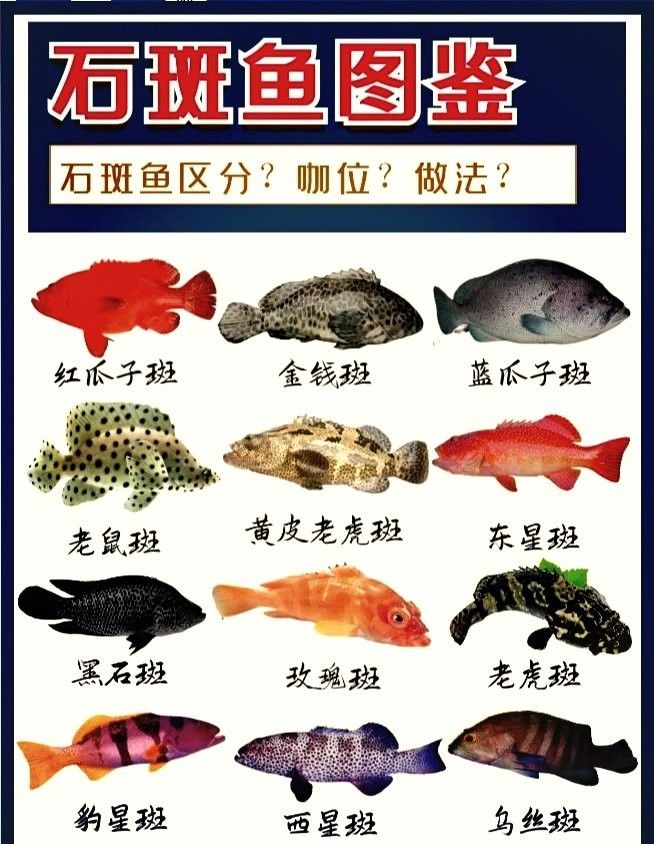 各種斑魚的圖片