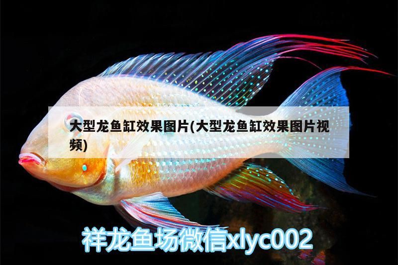 沖鎮龍放水族店開店經驗，萬沖鎮龍魚水族店開水族店開水族店的經驗心得（一）