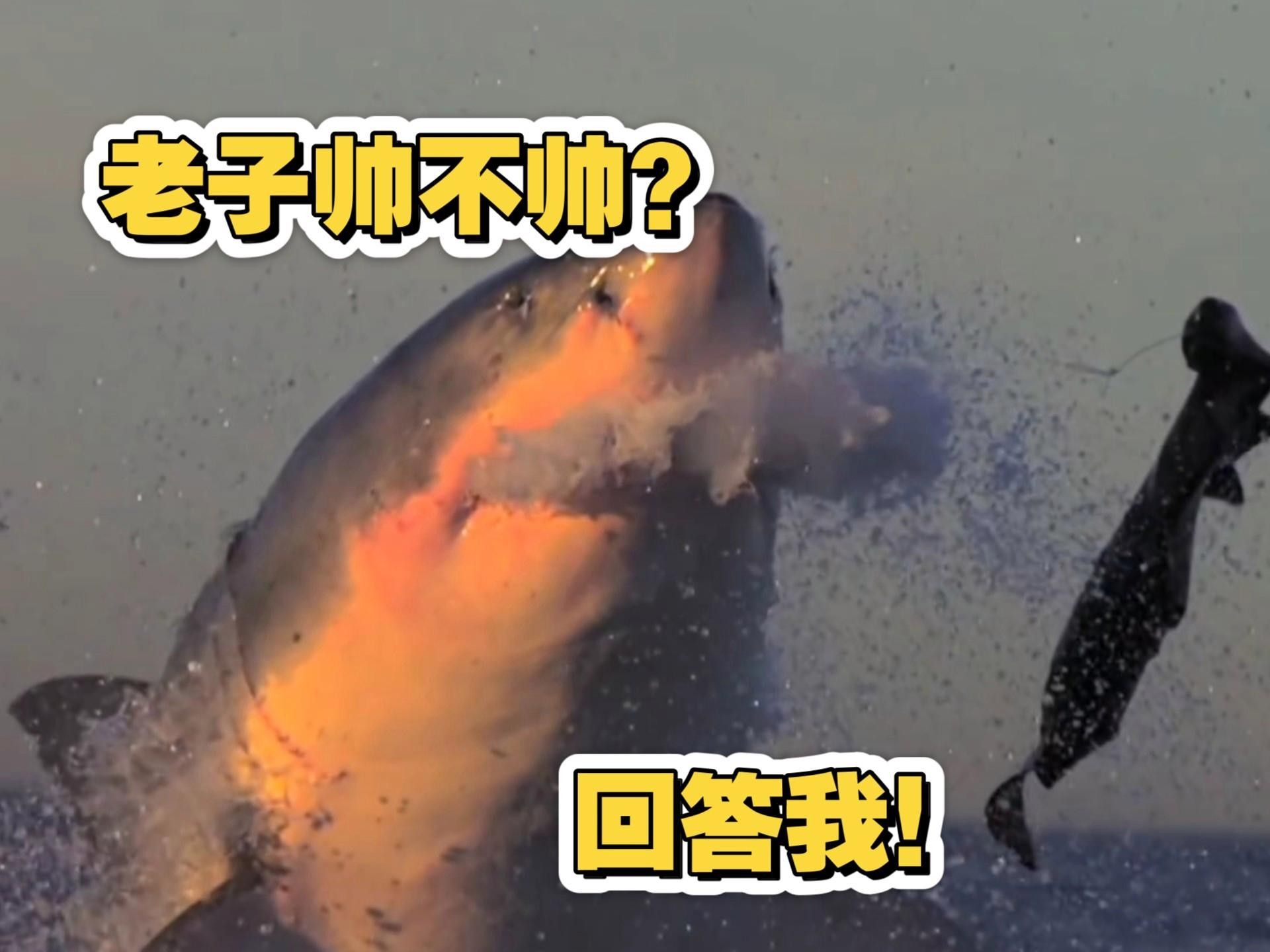 大白鯊魚視頻（動物世界紀錄片《大白鯊魚視頻，海洋捕食者》全民小視頻）
