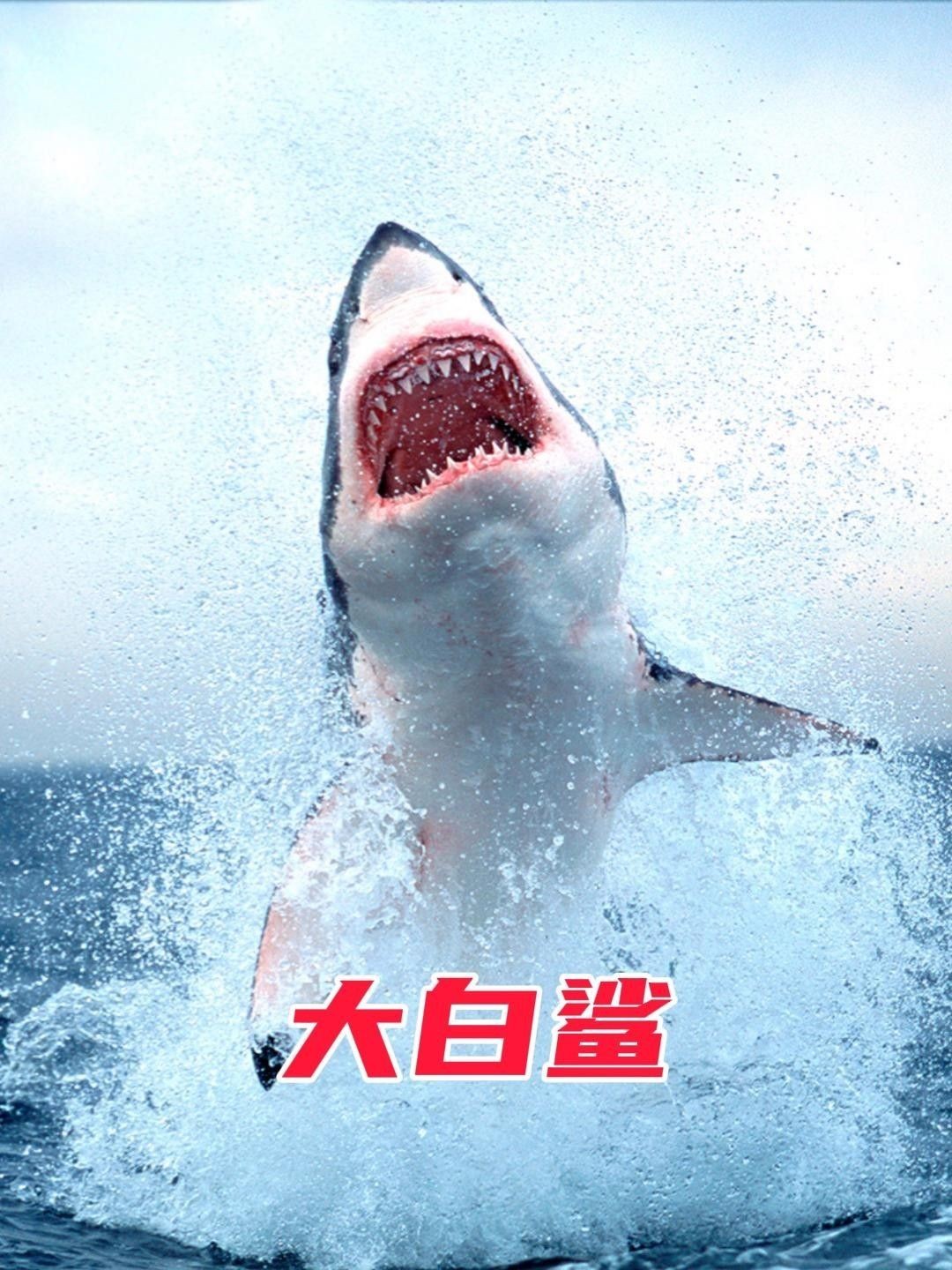 大白鯊魚視頻（動物世界紀錄片《大白鯊魚視頻，海洋捕食者》全民小視頻）