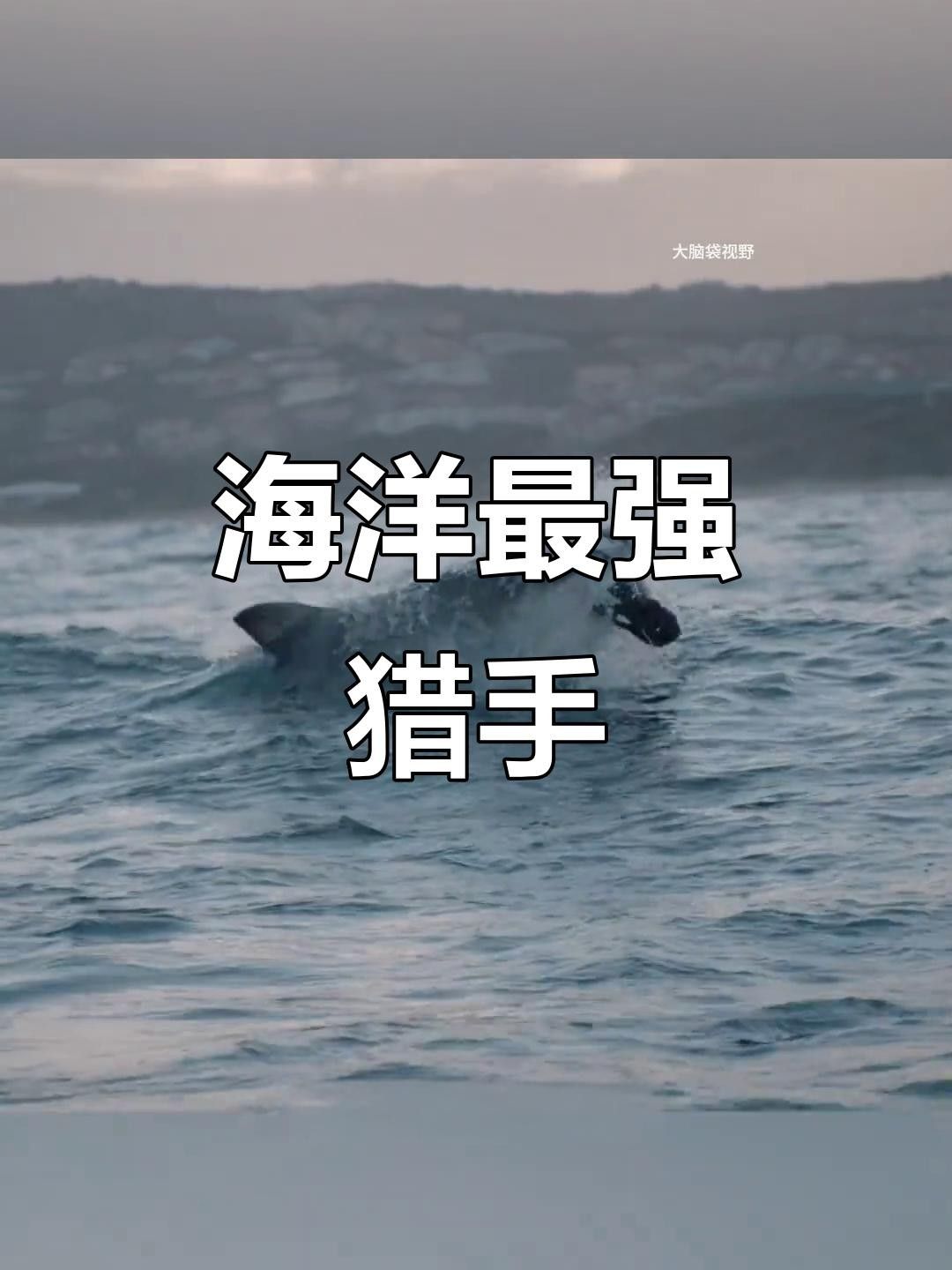 大白鯊魚視頻（動物世界紀錄片《大白鯊魚視頻，海洋捕食者》全民小視頻）