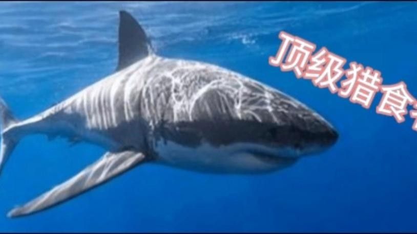 大白鯊魚視頻（動物世界紀錄片《大白鯊魚視頻，海洋捕食者》全民小視頻）
