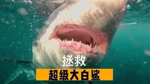 大白鯊魚視頻（動物世界紀錄片《大白鯊魚視頻，海洋捕食者》全民小視頻）