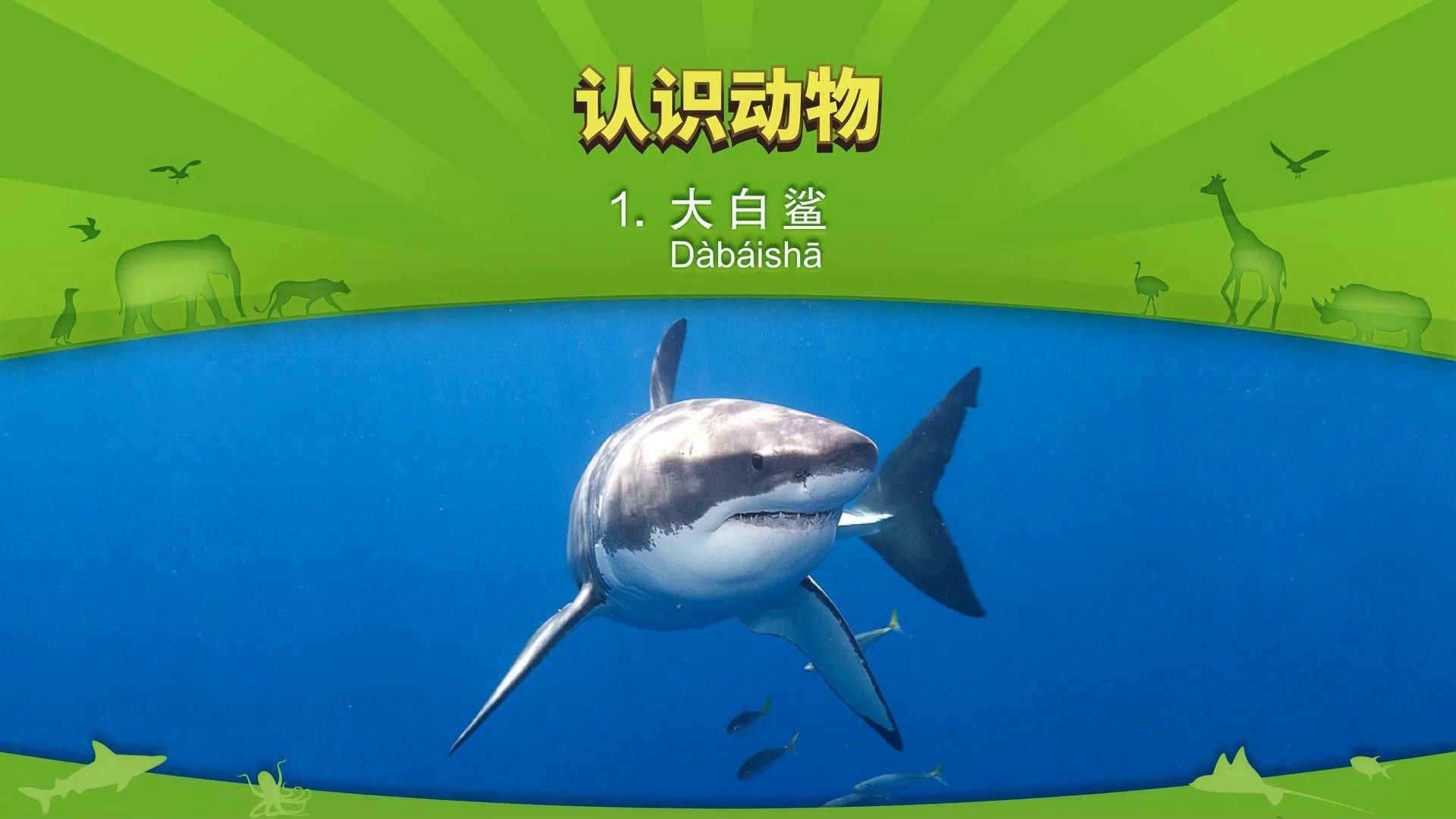 大白鯊魚視頻（動物世界紀錄片《大白鯊魚視頻，海洋捕食者》全民小視頻）