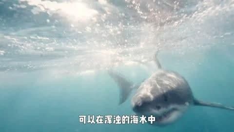 大白鯊魚視頻（動物世界紀錄片《大白鯊魚視頻，海洋捕食者》全民小視頻）