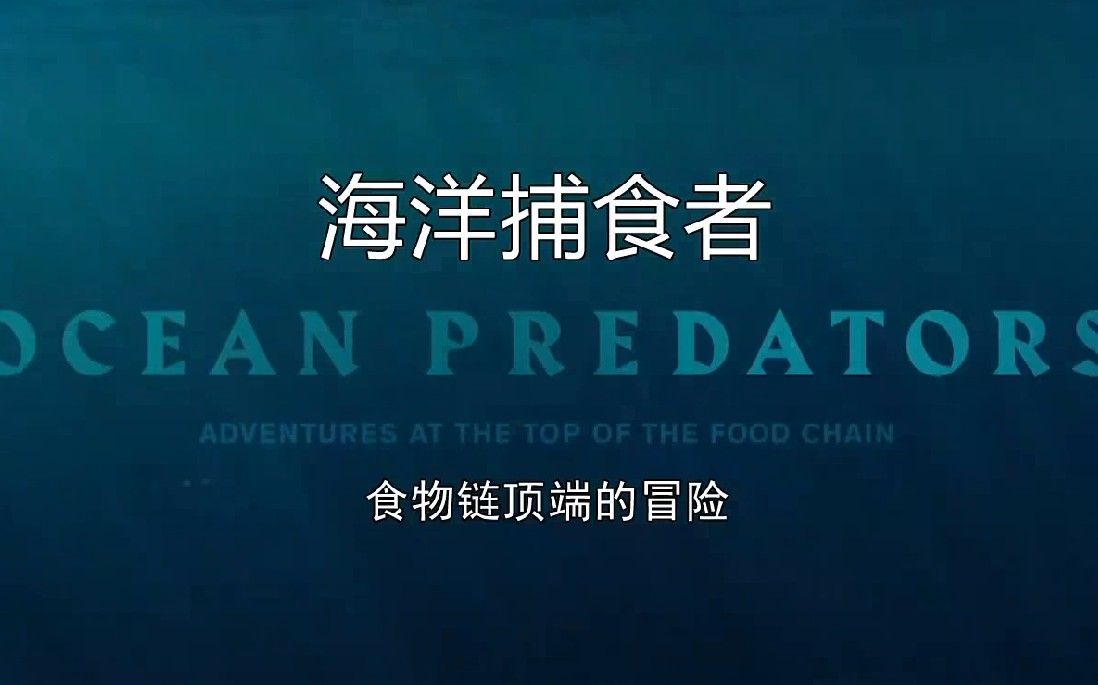 大白鯊魚視頻（動物世界紀錄片《大白鯊魚視頻，海洋捕食者》全民小視頻）