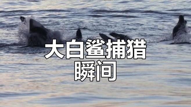 大白鯊魚視頻（動物世界紀錄片《大白鯊魚視頻，海洋捕食者》全民小視頻）