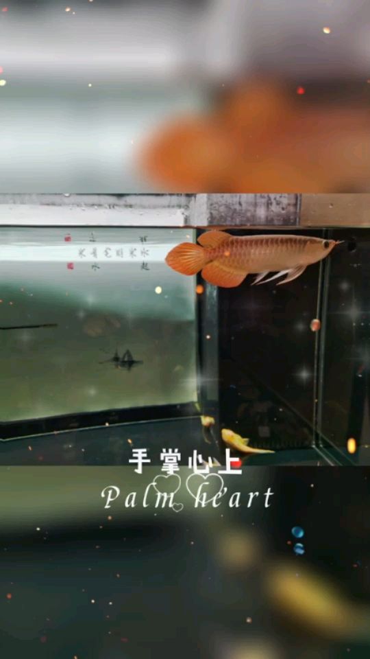 留念到家一個月了 留念到家一個月了 觀賞魚百科