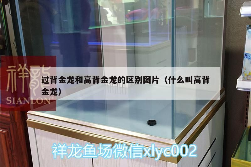 過背金龍和高背金龍的區別圖片（什么叫高背金龍）