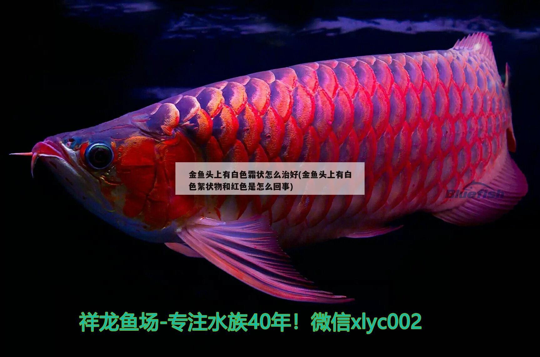 我的虎魚真菌感染了要怎么處理 金魚頭上有白色霜狀怎么治好(金魚頭上有白色絮狀物和紅色是怎么回事) 觀賞魚百科 金魚頭上有白色霜狀怎么治好(金魚頭上有白色絮狀物和紅色是怎么回事) 金魚頭上有白色霜狀怎么治好(金魚頭上有白色絮狀物和紅色是怎么回事) 觀賞魚百科