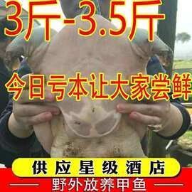臨沂龍魚批發市場的營業時間是（臨沂龍魚批發市場的營業時間是多久？） 臨沂龍魚批發市場的營業時間是（臨沂龍魚批發市場的營業時間是多久？） 龍魚百科 第4張