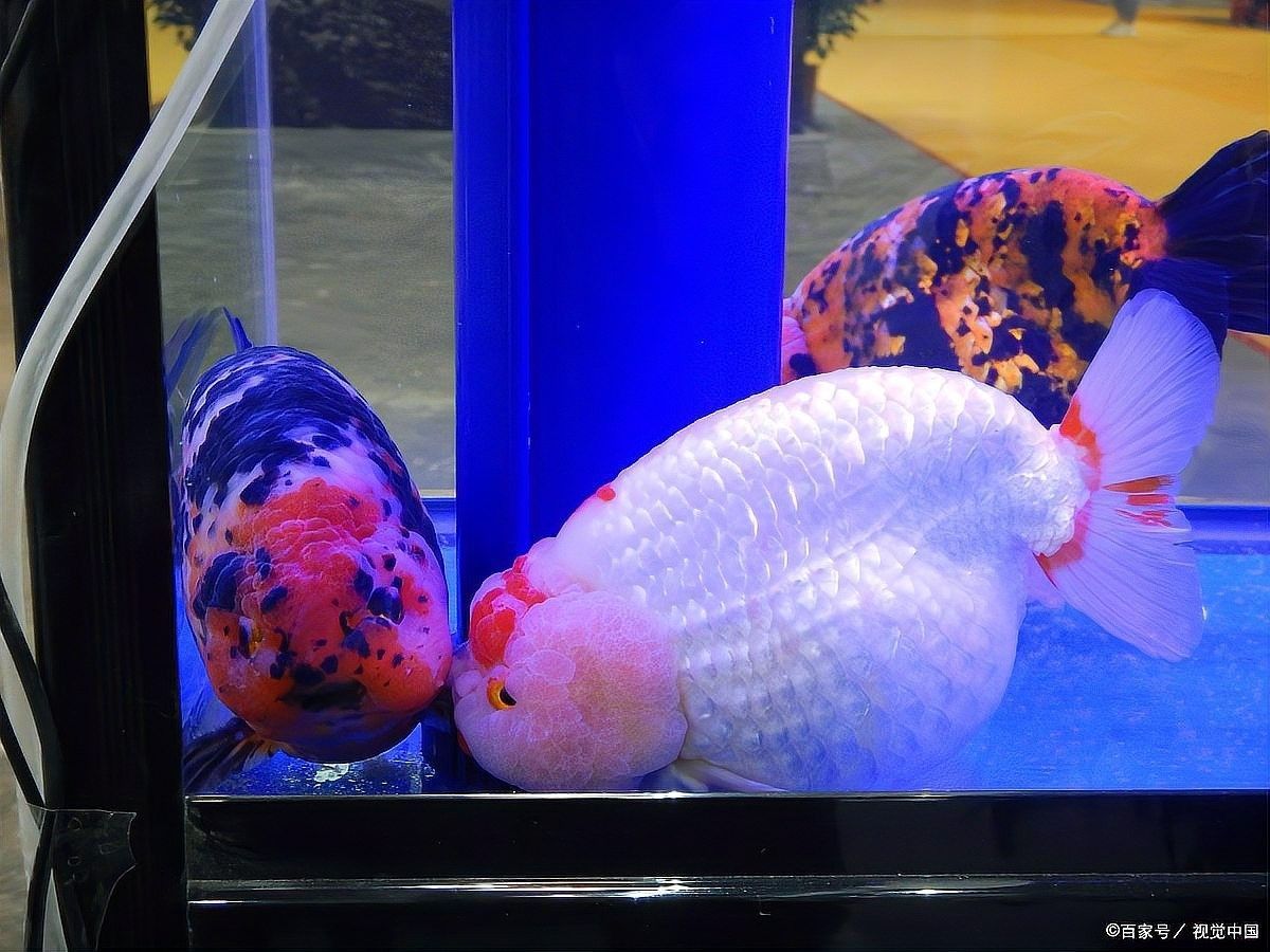 如何降低泰獅和龍魚混養的風險（泰獅和龍魚混養的注意事項） 如何降低泰獅和龍魚混養的風險（泰獅和龍魚混養的注意事項） 龍魚百科 第4張