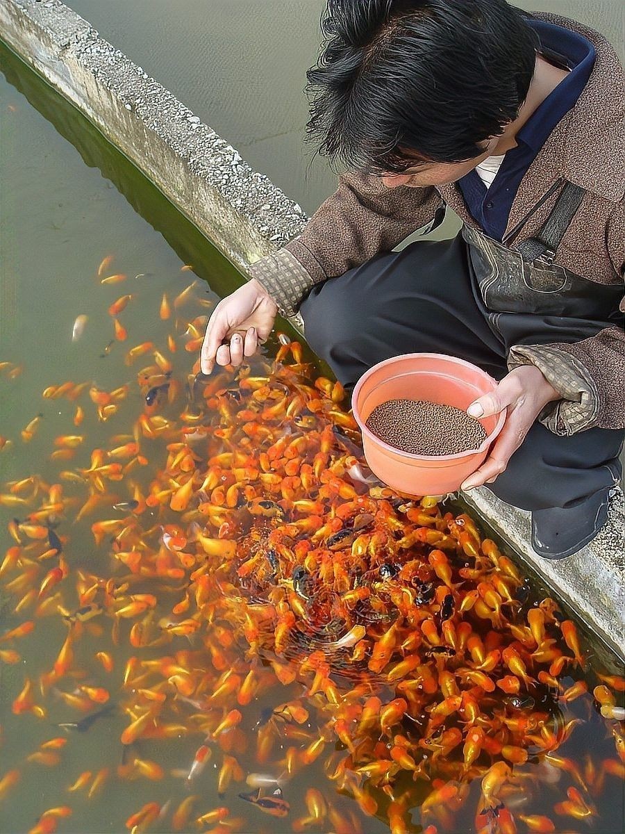 如何降低泰獅和龍魚混養的風險（泰獅和龍魚混養的注意事項） 如何降低泰獅和龍魚混養的風險（泰獅和龍魚混養的注意事項） 龍魚百科 第5張