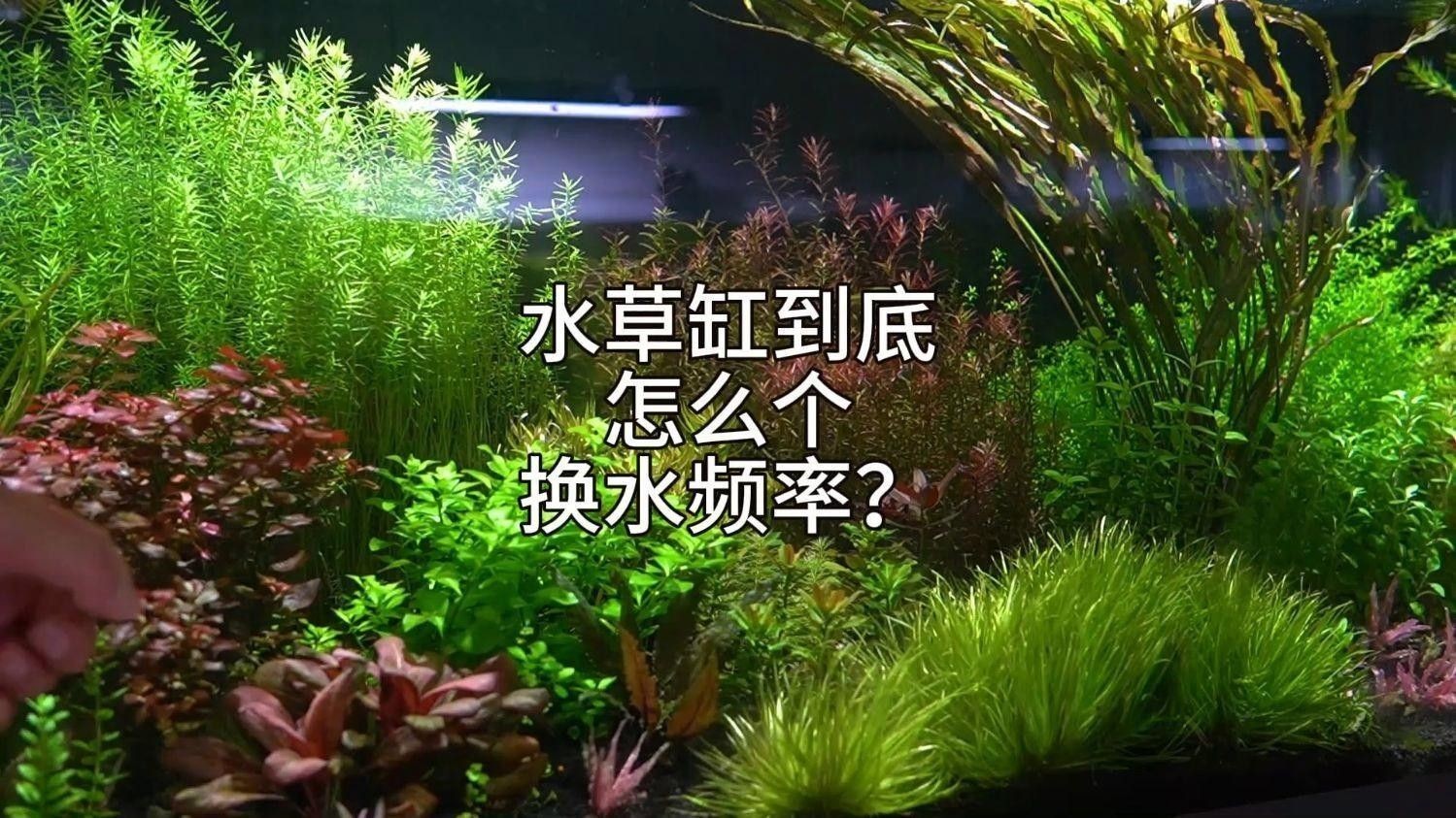 泗水紅龍魚的最佳飼養環境