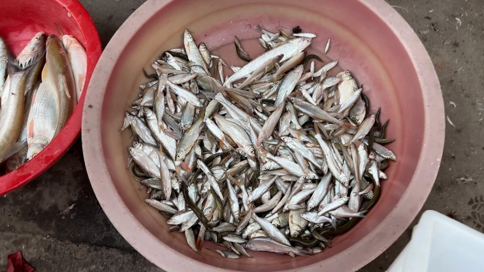 如何判斷古龍魚是否新鮮（判斷古龍魚是否新鮮是確保其健康和適宜飼養(yǎng)的重要步驟）