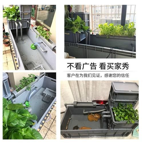 斑馬魚和龍魚混養需要哪些設備