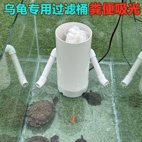 斑馬魚和龍魚混養需要哪些設備