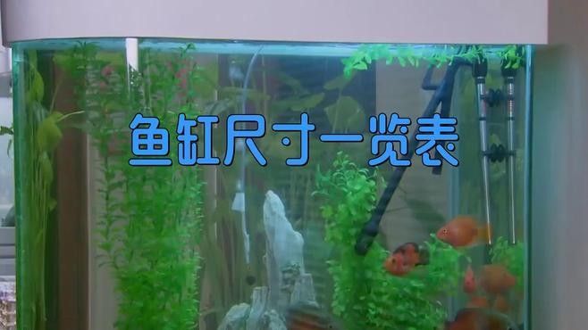 白底魚缸需要多大的尺寸