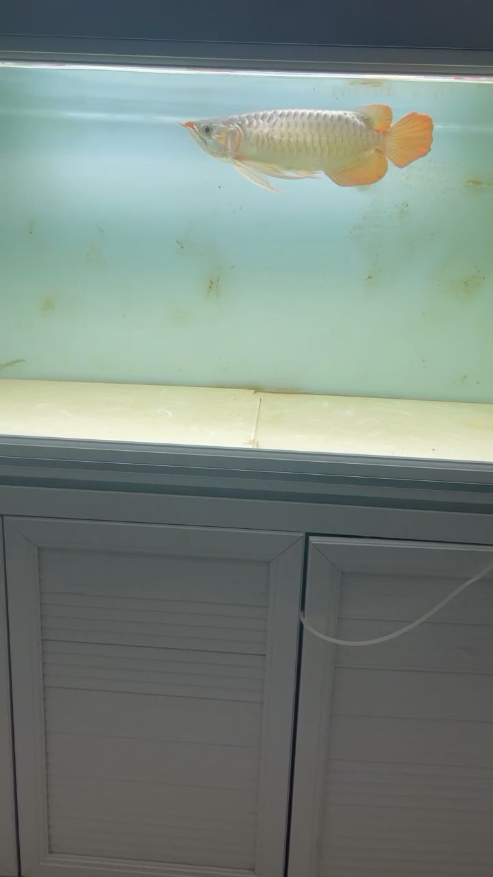 銀龍魚圖片大全素描畫法(銀龍魚的簡筆畫) 龍魚水溫控制多少合適養(yǎng)(關于龍魚水溫控制的詳細分析) 觀賞魚百科 龍魚水溫控制多少合適養(yǎng)(關于龍魚水溫控制的詳細分析) 龍魚水溫控制多少合適養(yǎng)(關于龍魚水溫控制的詳細分析) 觀賞魚百科