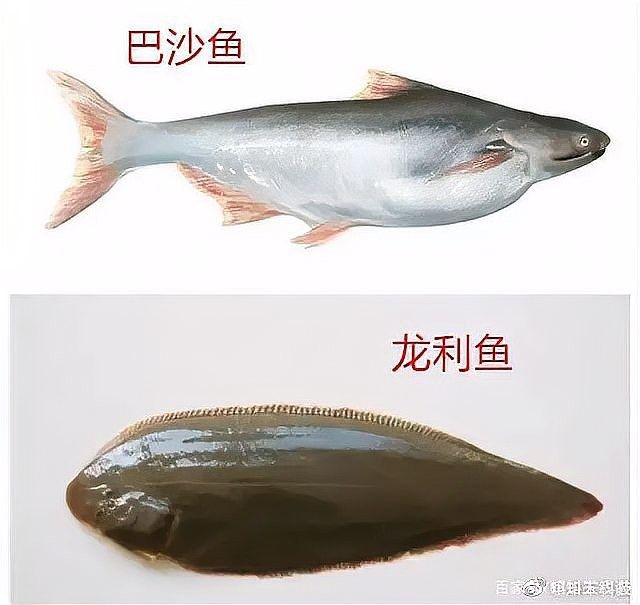 如何區分巴沙魚片和龍魚片（如何區分巴沙魚和龍魚片和龍魚片，龍利魚和巴沙魚的區別）