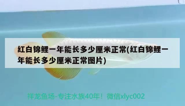 紅白錦鯉一年能長多少厘米正常(紅白錦鯉一年能長多少厘米正常圖片) 紅白錦鯉一年能長多少厘米正常(紅白錦鯉一年能長多少厘米正常圖片) 觀賞魚百科