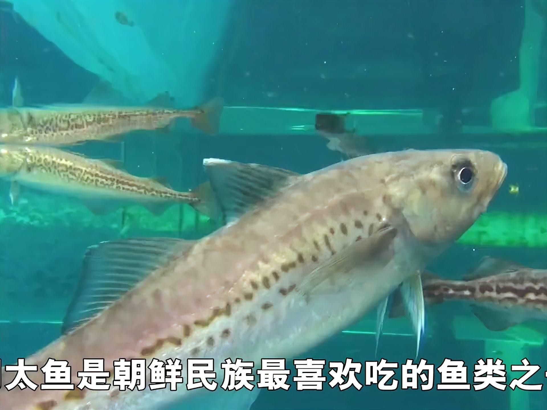 北朝鮮魚的品種（關于北朝鮮魚類的全面概覽） 北朝鮮魚的品種（關于北朝鮮魚類的全面概覽） 觀賞魚百科 第1張